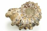 Bumpy Ammonite (Douvilleiceras) Fossil - Madagascar #308060-1